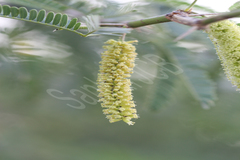 Prosopis juliflora